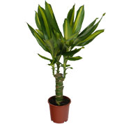 Dracaena massangeana - Vaso S